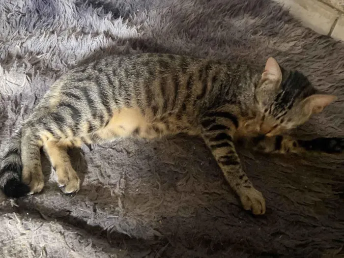 Gato raça SRD-ViraLata idade 7 a 11 meses nome Mesclado 