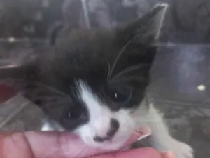 Gato raça SRD-ViraLata idade Abaixo de 2 meses nome NAYARA MIYAKE JUNQUEIRA