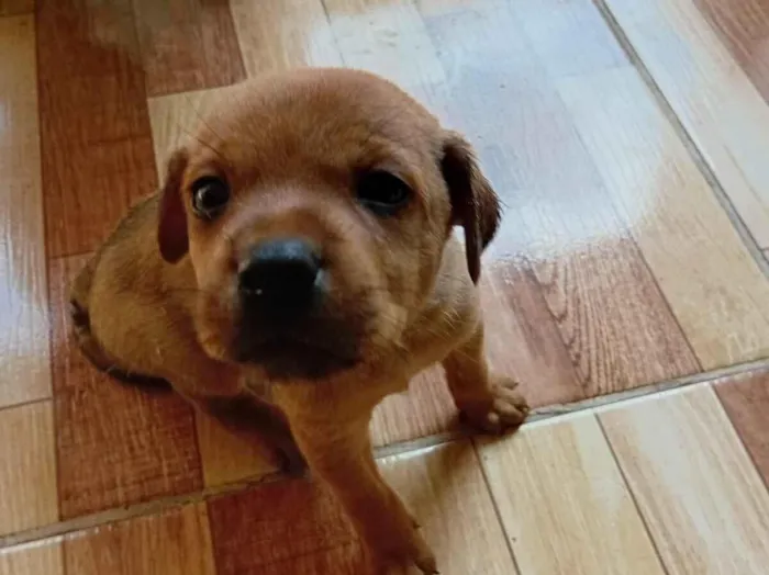 Cachorro raça SRD-ViraLata idade Abaixo de 2 meses nome caramelo 