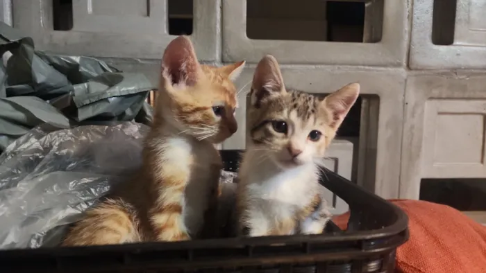 Gato raça SRD-ViraLata idade 2 a 6 meses nome sofia (tricolor) e robin (dourado)