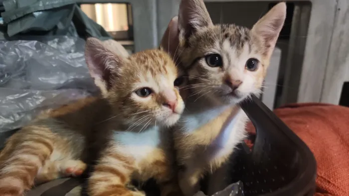 Gato raça SRD-ViraLata idade 2 a 6 meses nome sofia (tricolor) e robin (dourado)