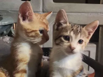 Gato raça SRD-ViraLata idade 2 a 6 meses nome sofia (tricolor) e robin (dourado)