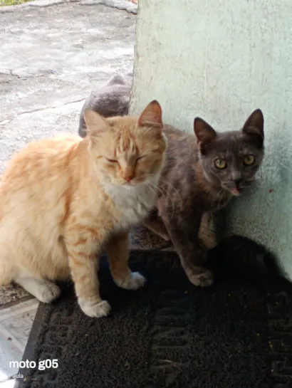 Gato raça SRD-ViraLata idade 1 ano nome pérola e Cindy