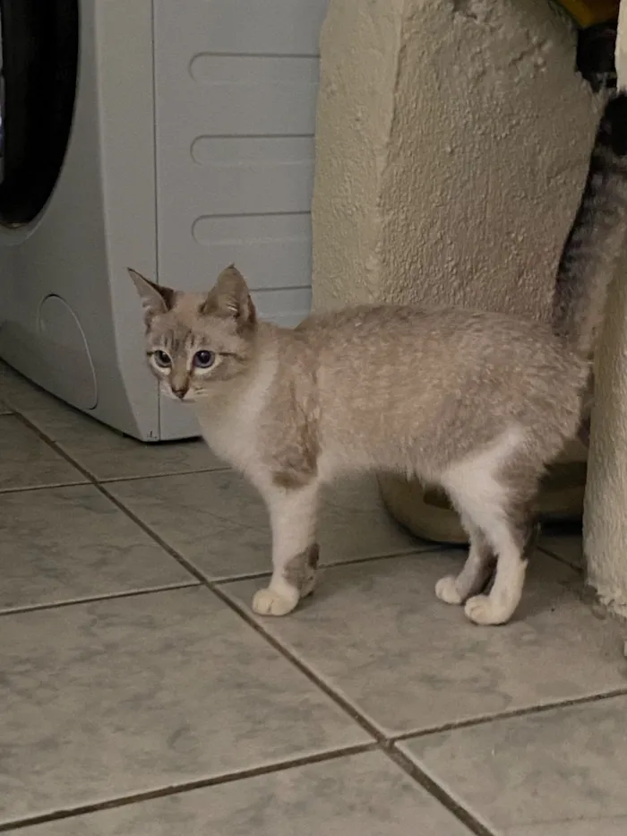 Gato raça SRD-ViraLata idade 2 a 6 meses nome Potato