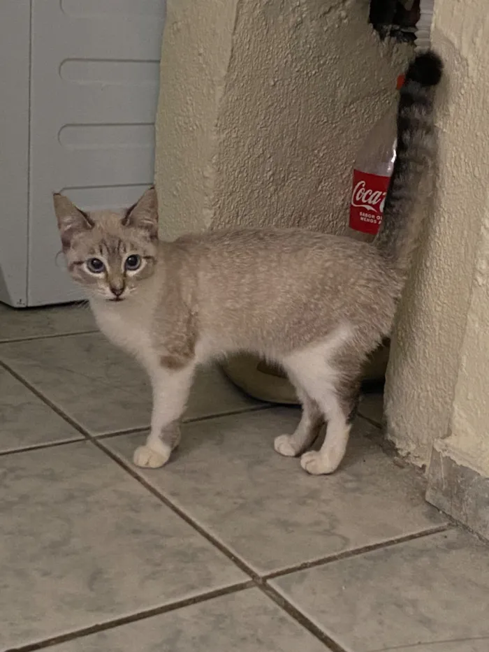 Gato raça SRD-ViraLata idade 2 a 6 meses nome Potato