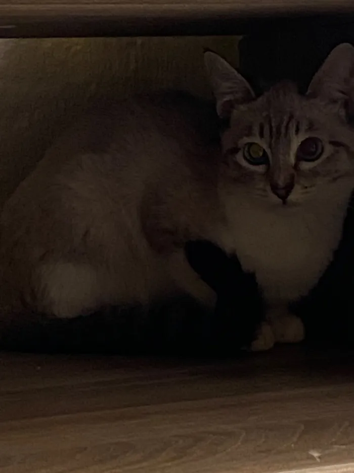 Gato raça SRD-ViraLata idade 2 a 6 meses nome Potato