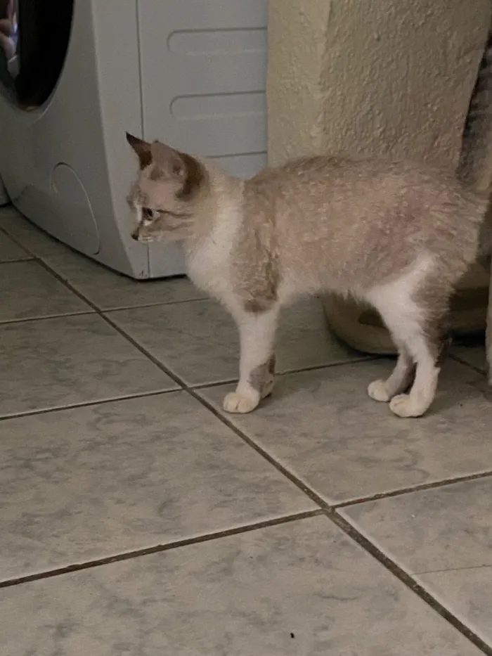 Gato raça SRD-ViraLata idade 2 a 6 meses nome Potato