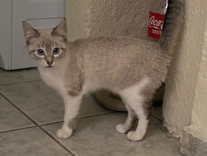 Gato raça SRD-ViraLata idade 2 a 6 meses nome Potato