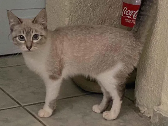 Gato raça SRD-ViraLata idade 2 a 6 meses nome Potato