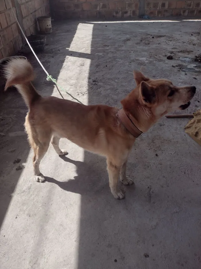 Cachorro raça Pastor Alemão idade 2 anos nome kaleu 