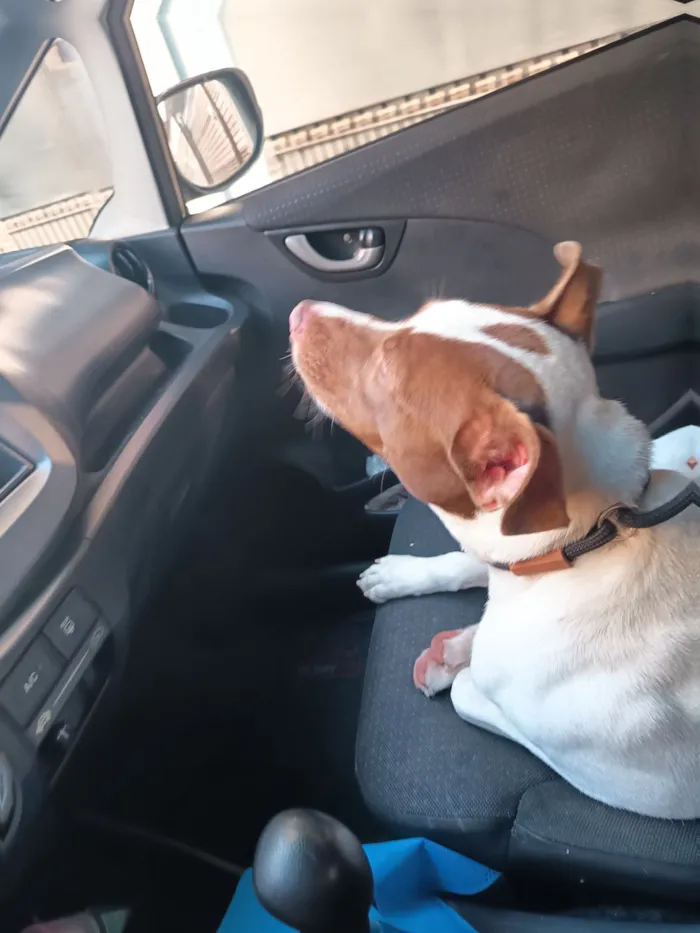 Cachorro raça SRD-ViraLata idade 1 ano nome Aurora 