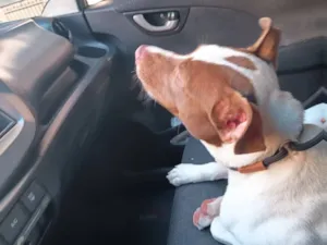 Cachorro raça SRD-ViraLata idade 1 ano nome Aurora 