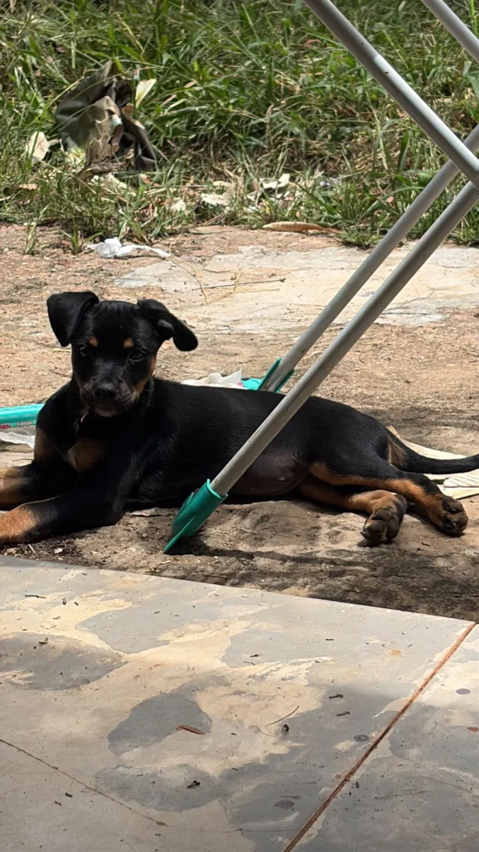 Cachorro raça SRD-ViraLata idade 2 a 6 meses nome Jaboticaba 