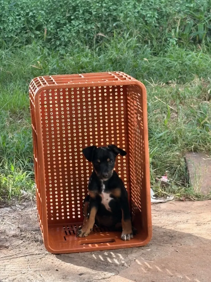 Cachorro raça SRD-ViraLata idade 2 a 6 meses nome Jaboticaba 