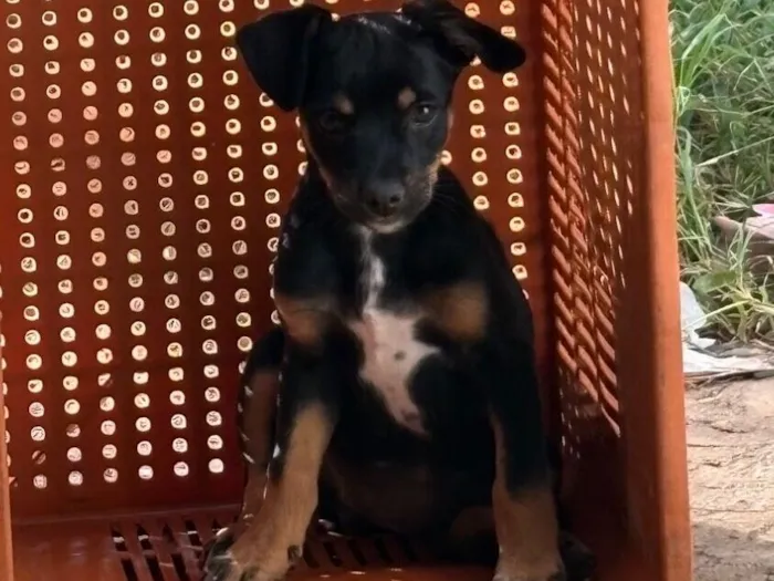Cachorro raça SRD-ViraLata idade 2 a 6 meses nome Jaboticaba 