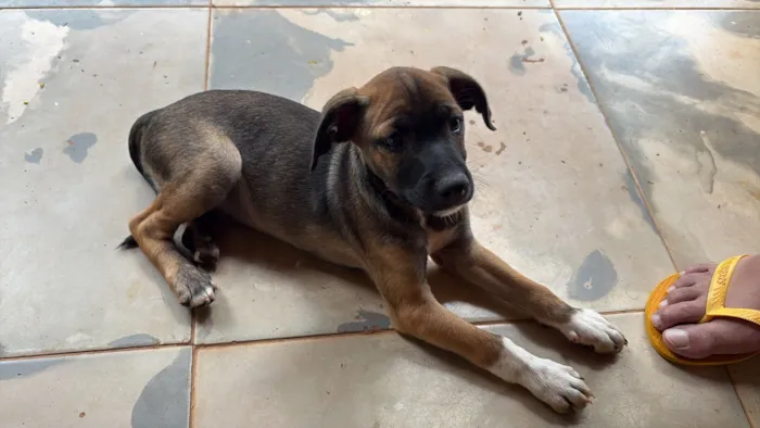 Cachorro raça SRD-ViraLata idade 2 a 6 meses nome Avelã