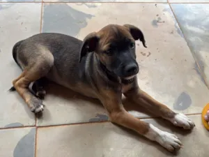 Cachorro raça SRD-ViraLata idade 2 a 6 meses nome Avelã