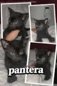 pantera