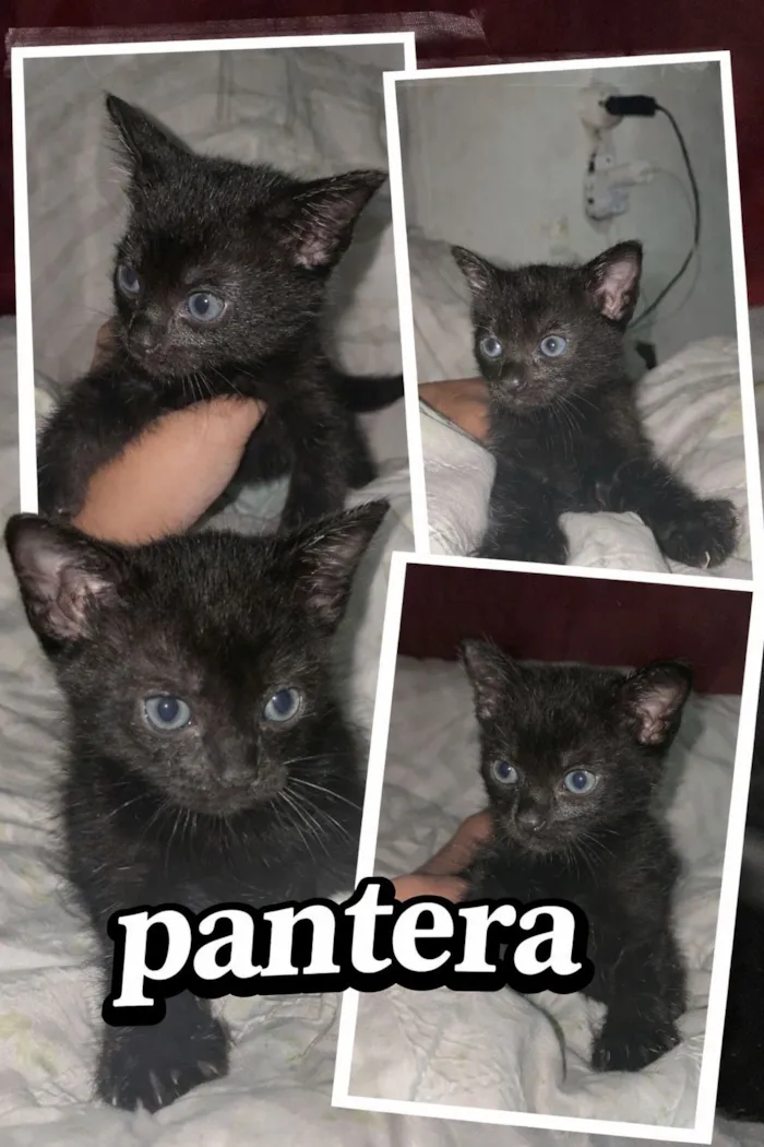 Gato raça SRD-ViraLata idade Abaixo de 2 meses nome pantera