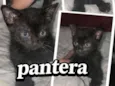 pantera