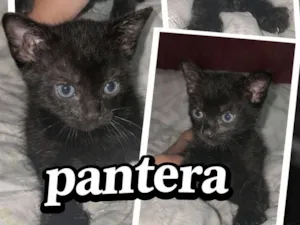 Gato raça SRD-ViraLata idade Abaixo de 2 meses nome pantera