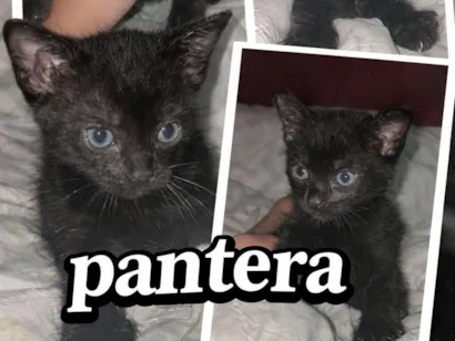 Gato raça SRD-ViraLata idade Abaixo de 2 meses nome pantera