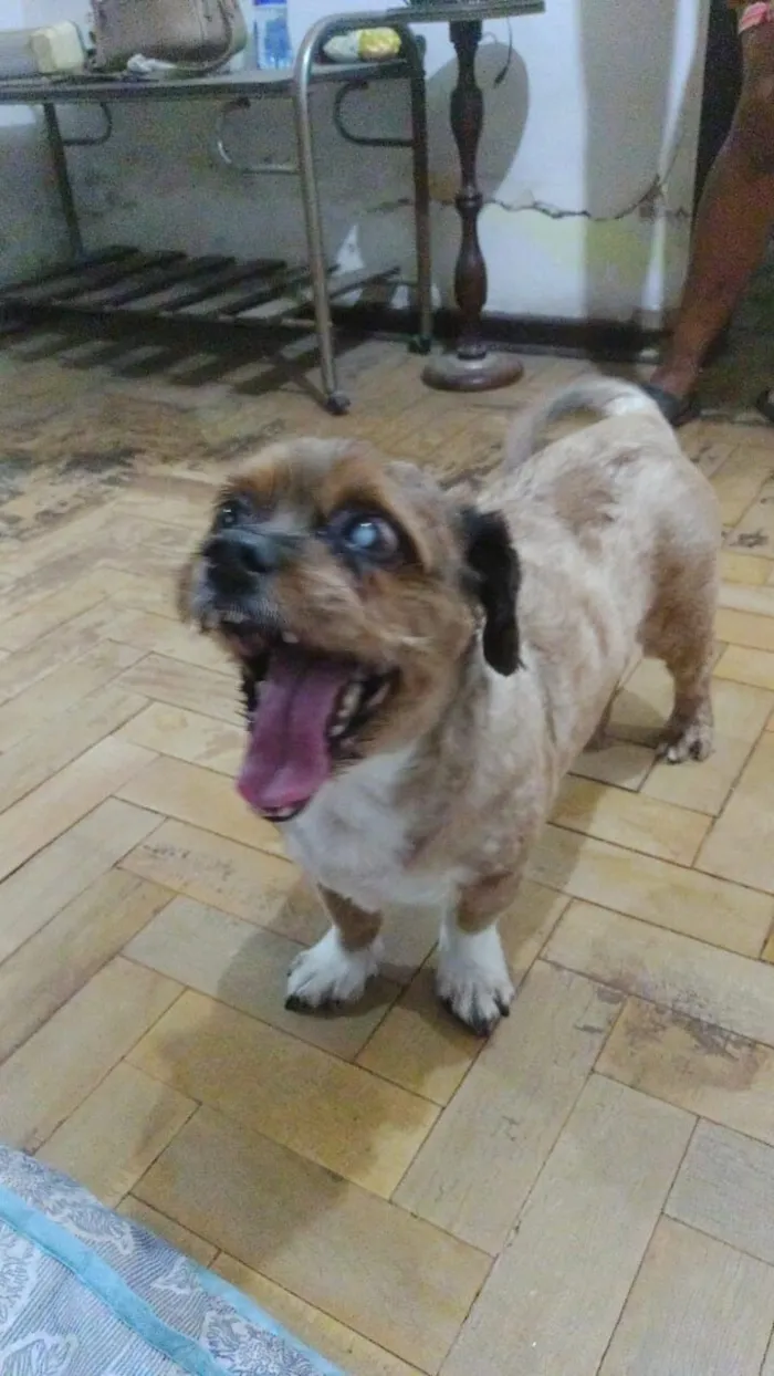 Cachorro raça Shitzu idade 6 ou mais anos nome DUPLA PARA ADOÇÃO