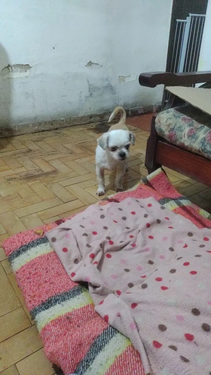 Cachorro raça Shitzu idade 6 ou mais anos nome DUPLA PARA ADOÇÃO