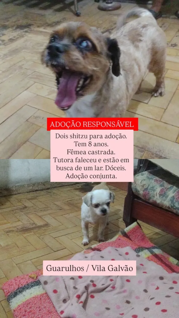 Cachorro raça Shitzu idade 6 ou mais anos nome DUPLA PARA ADOÇÃO