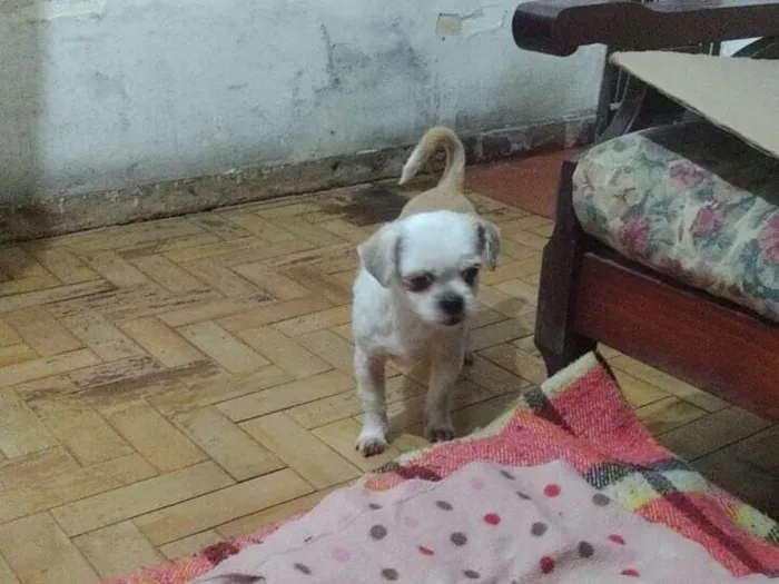 Cachorro raça Shitzu idade 6 ou mais anos nome DUPLA PARA ADOÇÃO