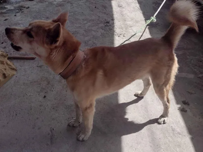 Cachorro raça Pastor Alemão idade 2 anos nome kaleu 