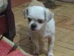 Cachorro raça Shitzu idade 6 ou mais anos nome DUPLA PARA ADOÇÃO