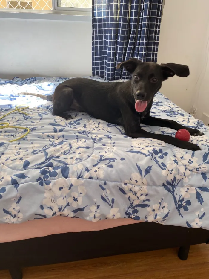 Cachorro raça SRD-ViraLata idade 1 ano nome Sombrinha 