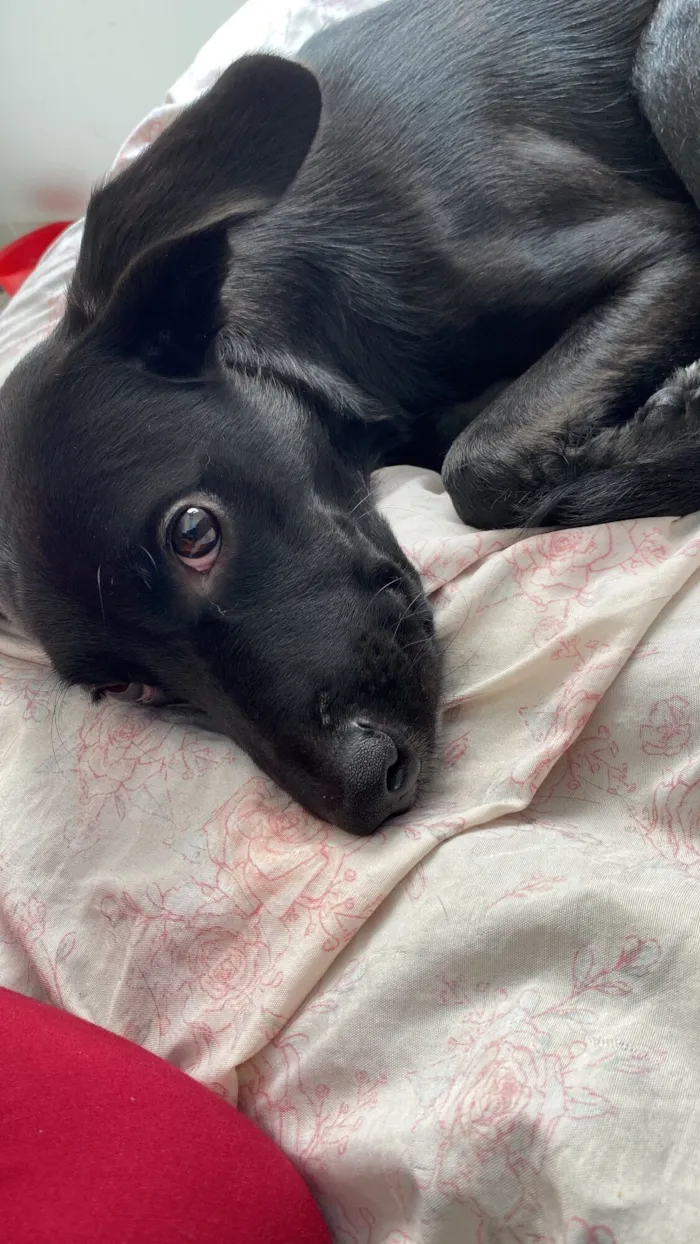 Cachorro raça SRD-ViraLata idade 1 ano nome Sombrinha 