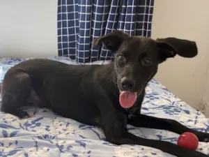 Cachorro raça SRD-ViraLata idade 1 ano nome Sombrinha 