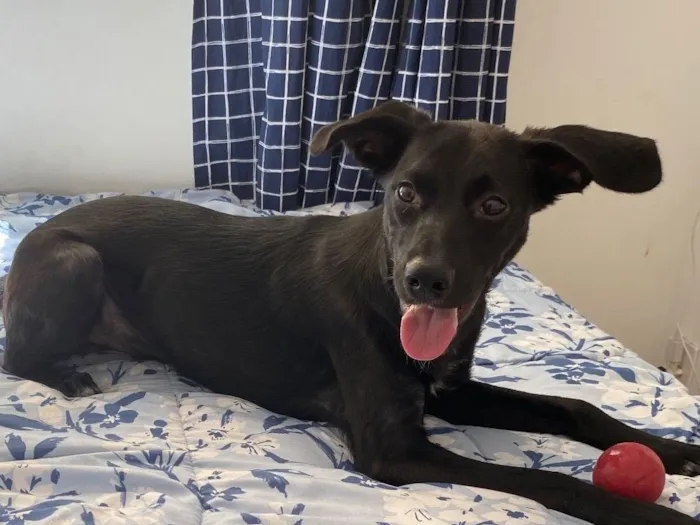 Cachorro raça SRD-ViraLata idade 1 ano nome Sombrinha 