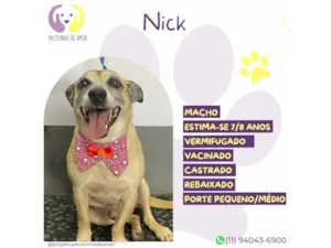 Cachorro raça SRD-ViraLata idade 6 ou mais anos nome Nick