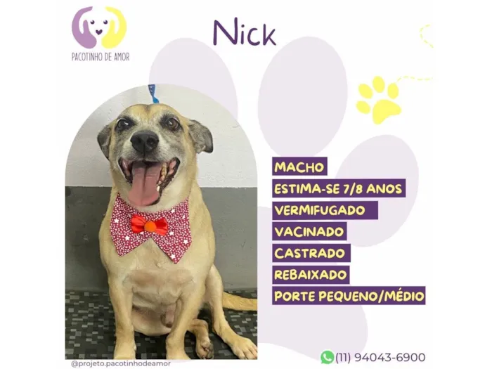 Cachorro raça SRD-ViraLata idade 6 ou mais anos nome Nick