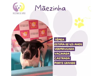 Cachorro raça SRD-ViraLata idade 4 anos nome Mãezinha