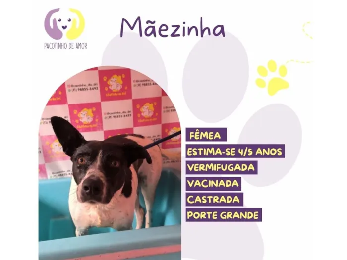 Cachorro raça SRD-ViraLata idade 4 anos nome Mãezinha