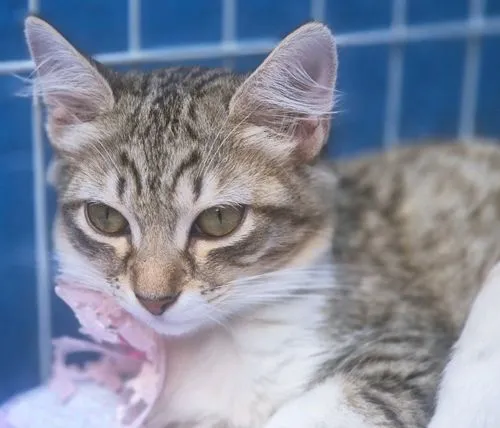 Gato raça SRD-ViraLata idade 2 a 6 meses nome GISELE MARIA