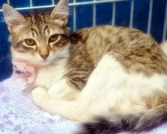 Gato raça SRD-ViraLata idade 2 a 6 meses nome GISELE MARIA