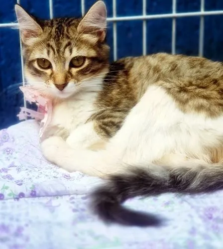 Gato raça SRD-ViraLata idade 2 a 6 meses nome GISELE MARIA