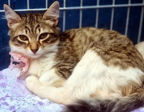 Gato raça SRD-ViraLata idade 2 a 6 meses nome GISELE MARIA