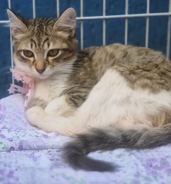 Gato raça SRD-ViraLata idade 2 a 6 meses nome GISELE MARIA