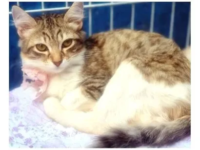 Gato raça SRD-ViraLata idade 2 a 6 meses nome GISELE MARIA