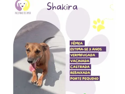 Cachorro raça SRD-ViraLata idade 3 anos nome Shakira