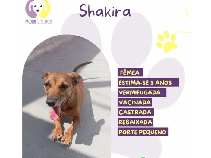 Cachorro raça SRD-ViraLata idade 3 anos nome Shakira