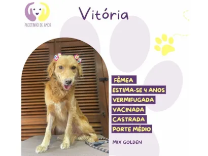 Cachorro raça SRD-ViraLata idade 4 anos nome Vitória 