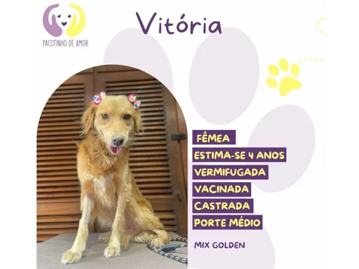 Cachorro raça SRD-ViraLata idade 4 anos nome Vitória 